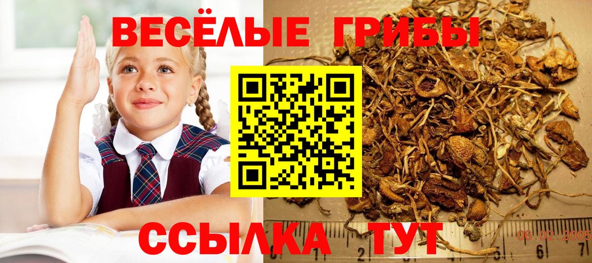 Братск  Галлюциногенные грибы GOLDEN TEACHER  Вход с VPN  Псилоцибиновые грибы GOLDEN TEACHER 